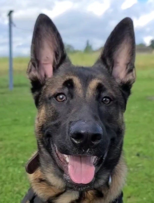 Malinois belgian berger belge